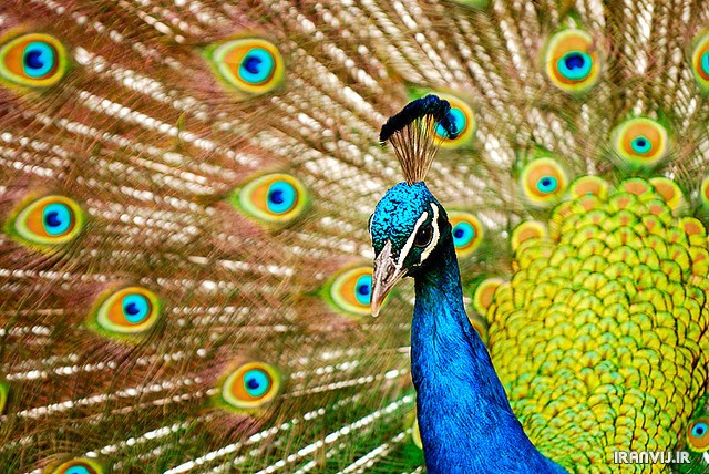 تصاوير شگفتي آفرينش با طاووس